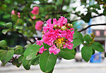 紫薇花