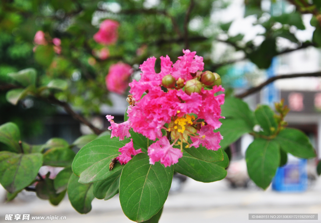 紫薇花