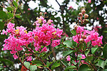 紫薇花
