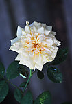 白月季花