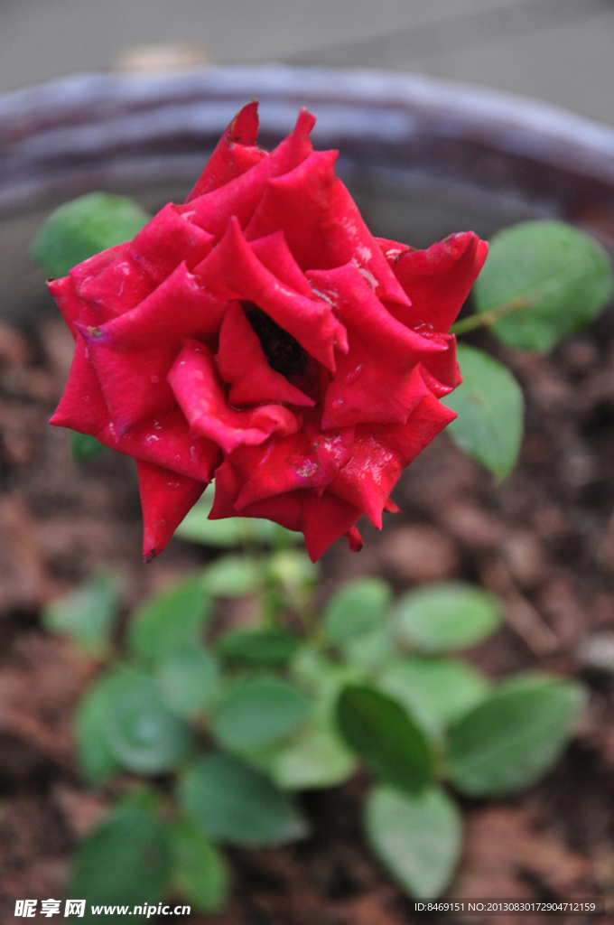 月季花