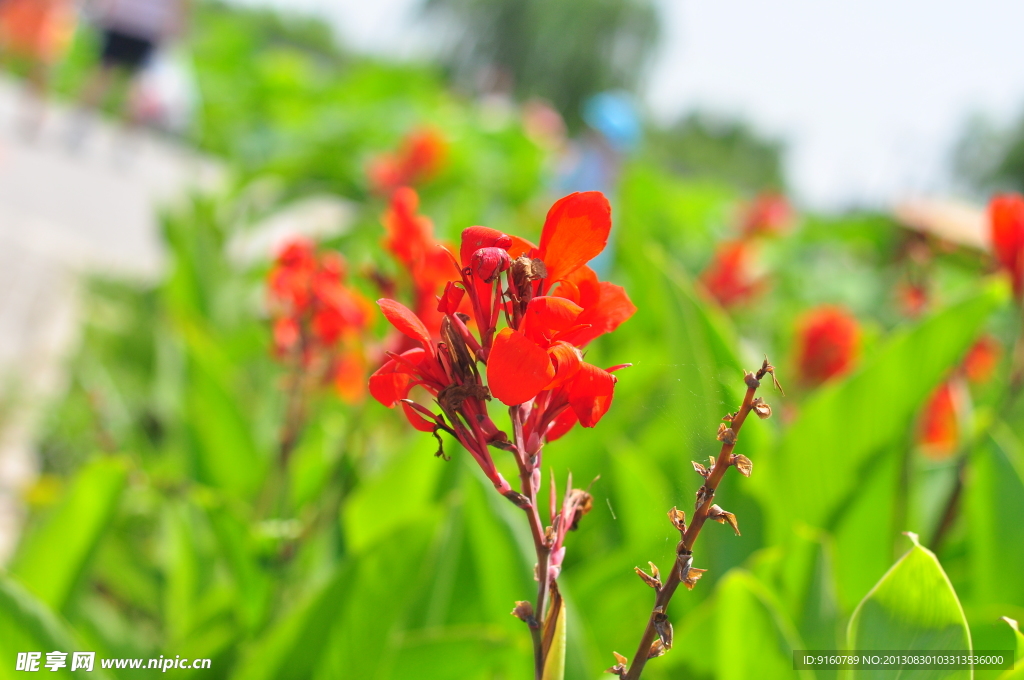 鲜花