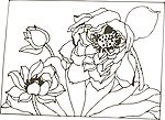 花纹