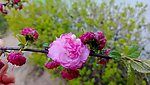 新生花红