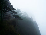 黄山松