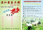 湛江农家土猪