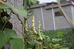 四季豆