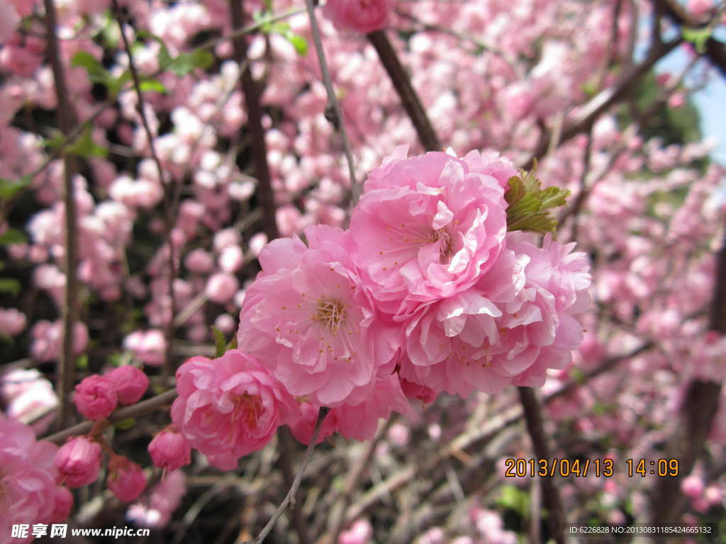 桃花