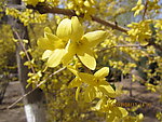 迎春花