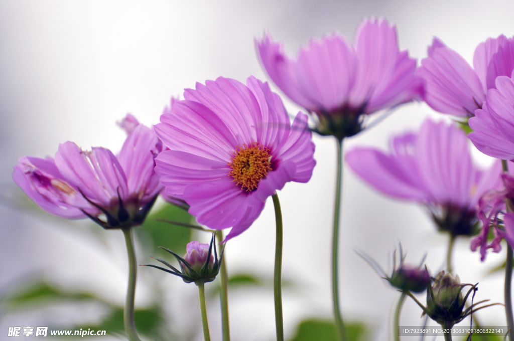 群芳争艳 花 花卉