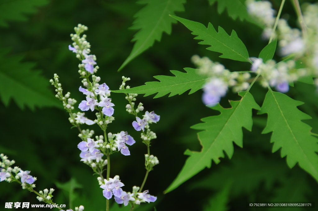 花 相映成趣