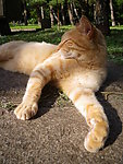 猫咪