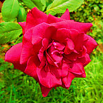 月季花