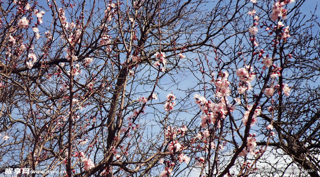 春花灿烂