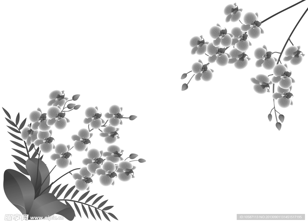 蝴蝶花