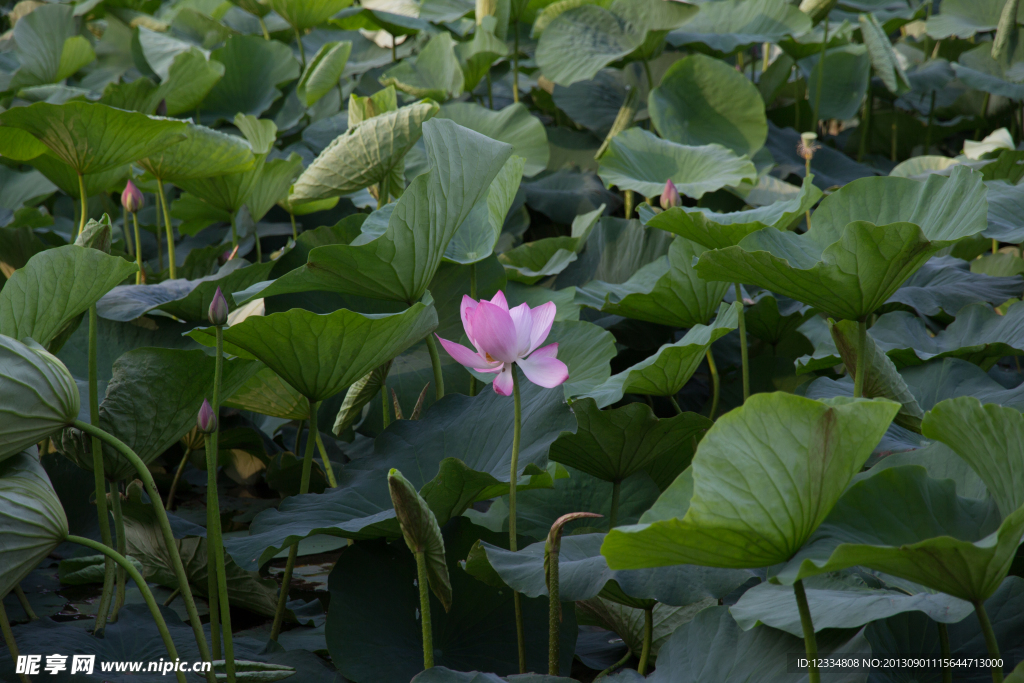 莲花