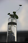 植物