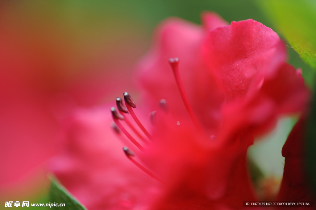 杜鹃花