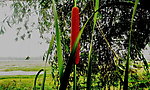 香蒲