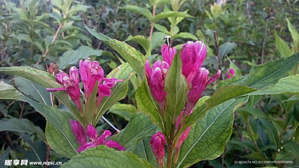 紫花
