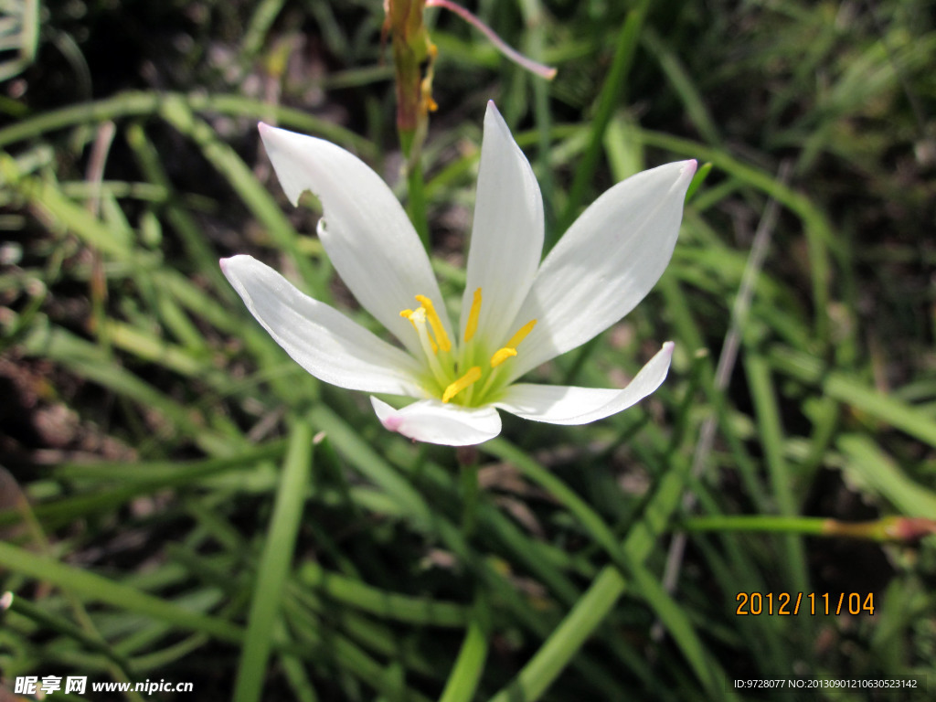 小花