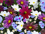 罂粟花