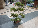 风景区绿化盆景松树