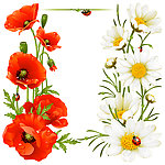 精美野菊花野红花
