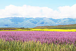 美丽花丛与山峰风光