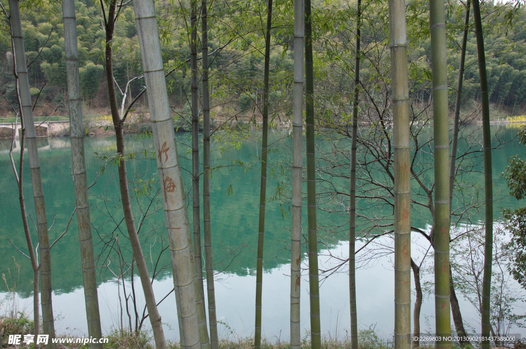 绿色纯净竹海园