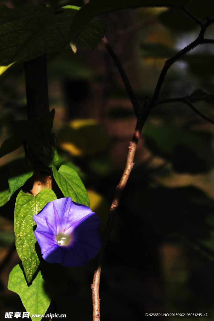 牵牛花