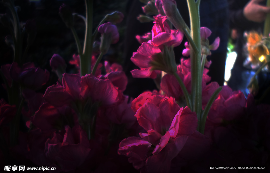 鲜花