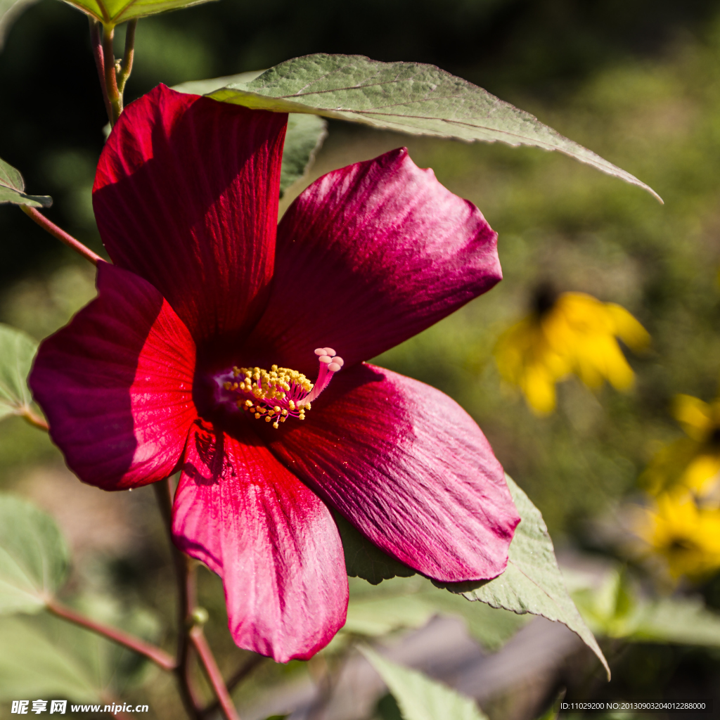 木芙蓉