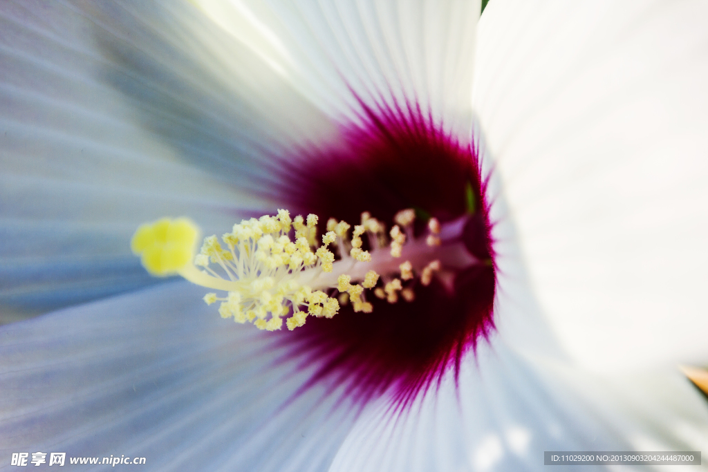 木芙蓉