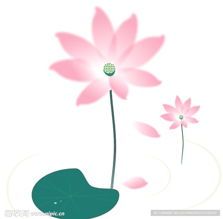荷花