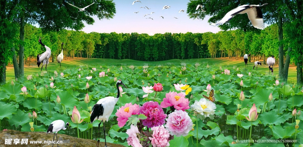 荷花池