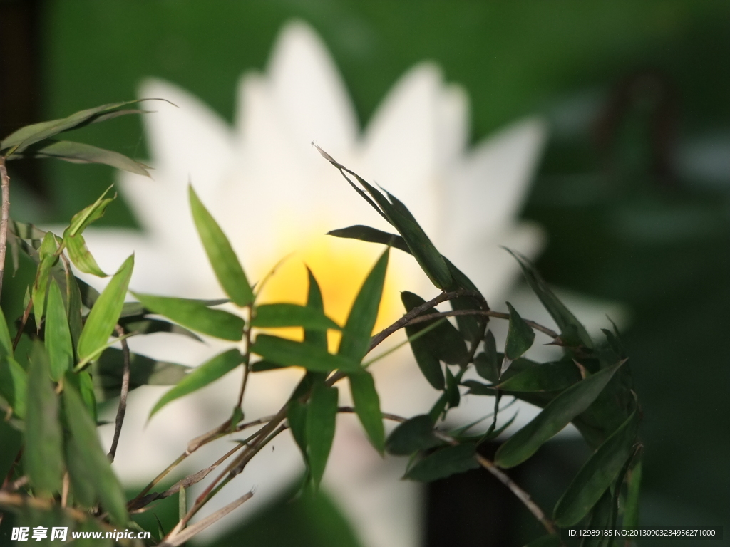 太阳花