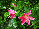 花卉
