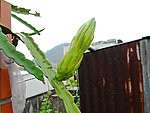 火龙果花