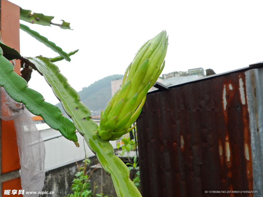 火龙果花