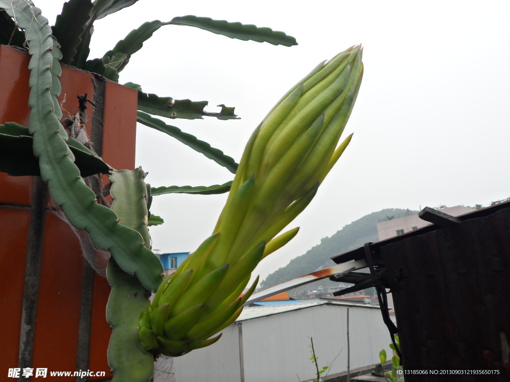 火龙果花