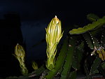 火龙果花