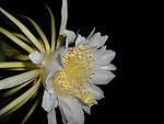 火龙果花