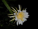 火龙果花