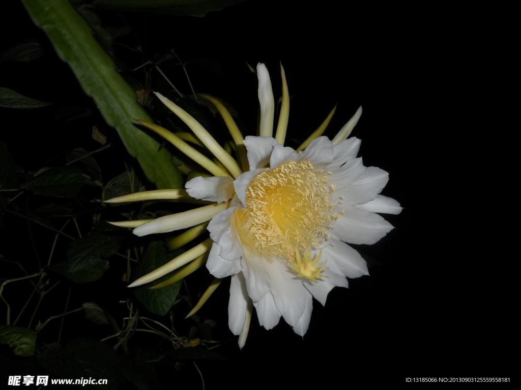 火龙果花