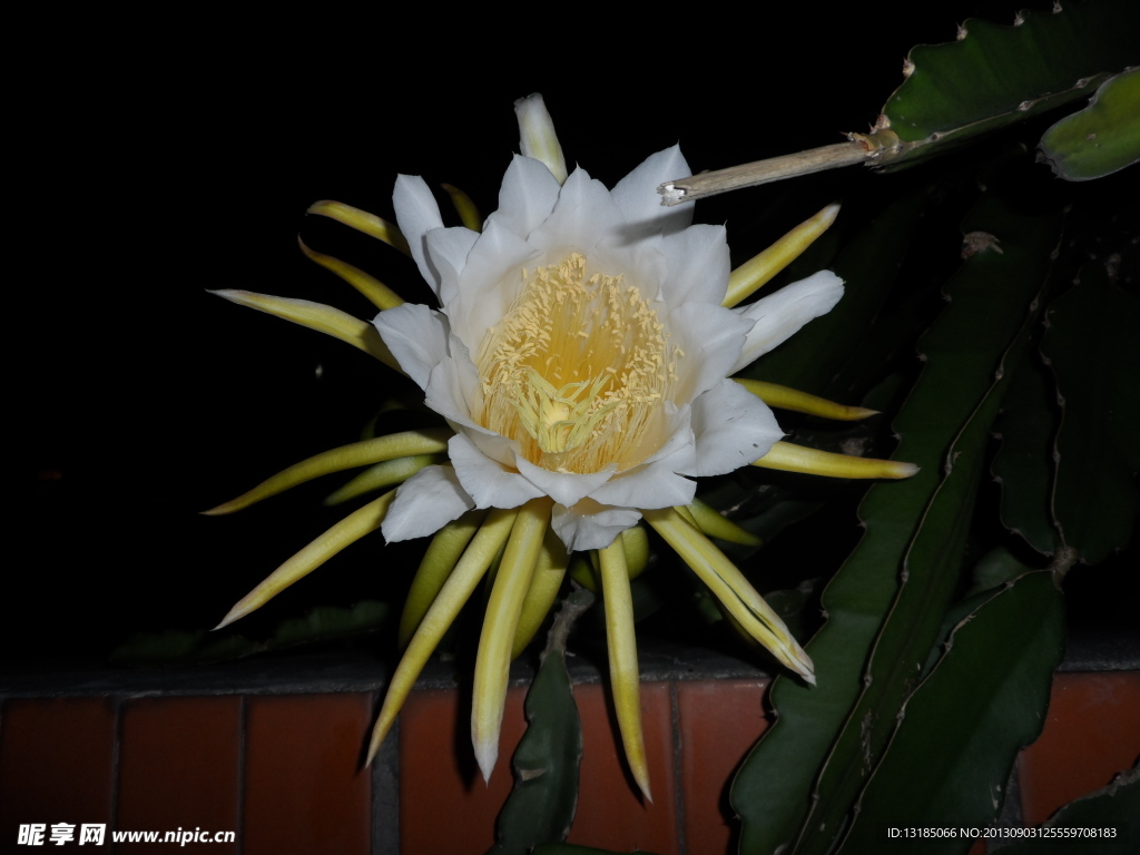 火龙果花