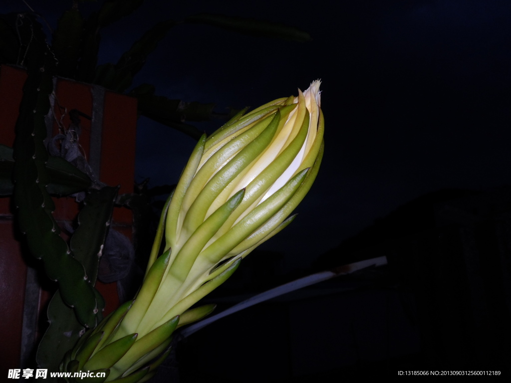 火龙果花