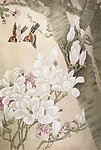玉兰