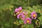 紫薇花
