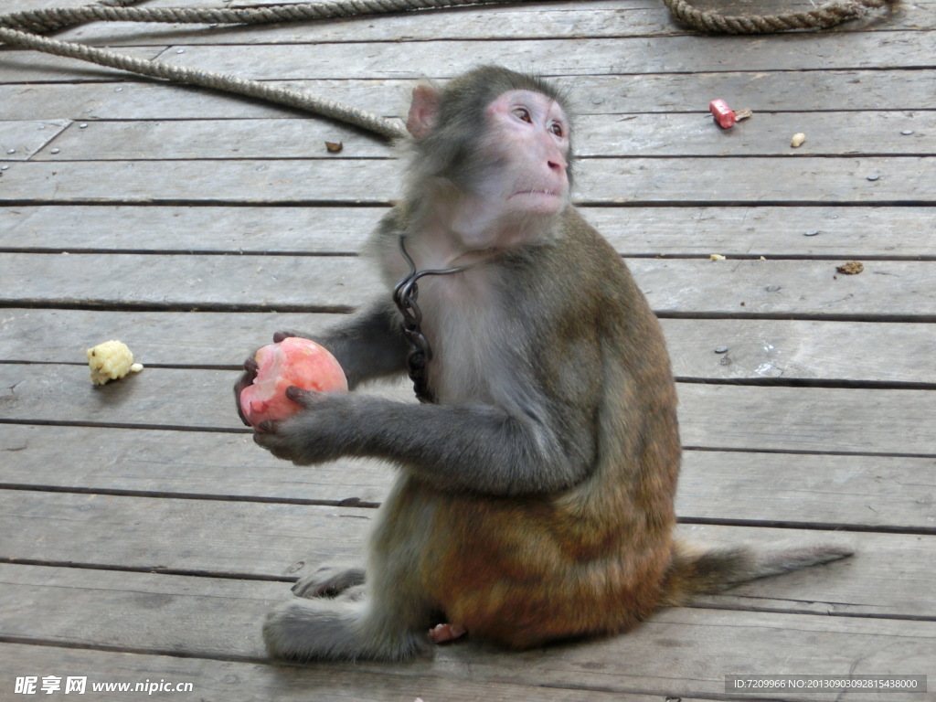 猕猴吃桃吐皮秀